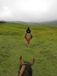 Widok na innego konia z perspektywy końskiego grzbietu