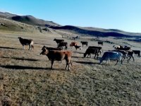 Widok pasących się krów w Guzji
